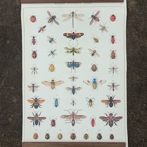 Cavallini Papers & Co insect poster 2013